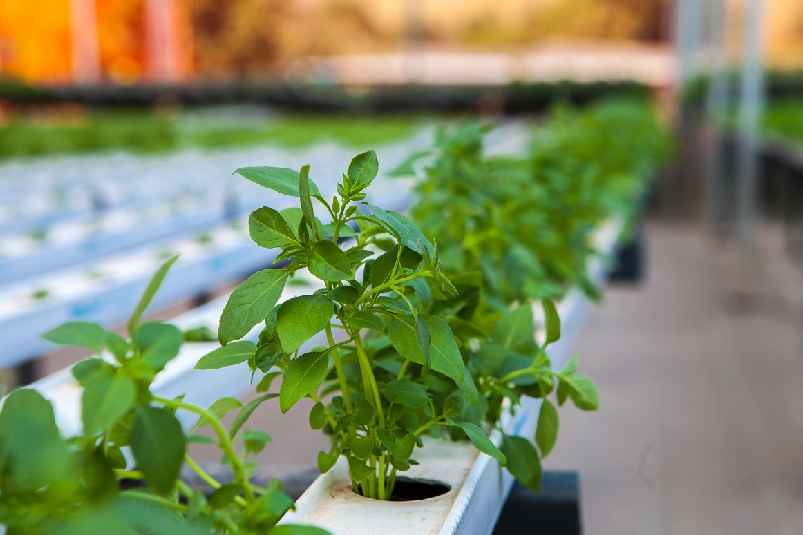 Hidroponia para cultivo em regiões quentes