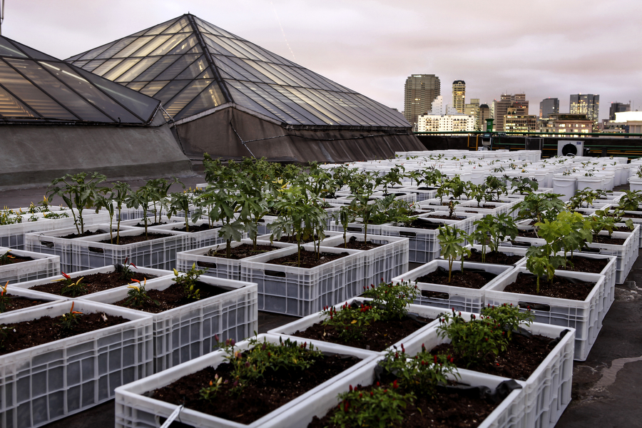 Horta Urbana do Shopping Eldorado