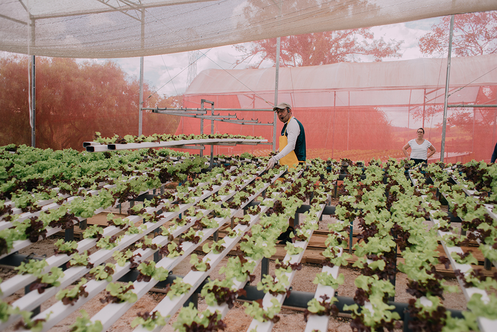 colheita de produtos hidropônicos por Ricardo Tarchiani