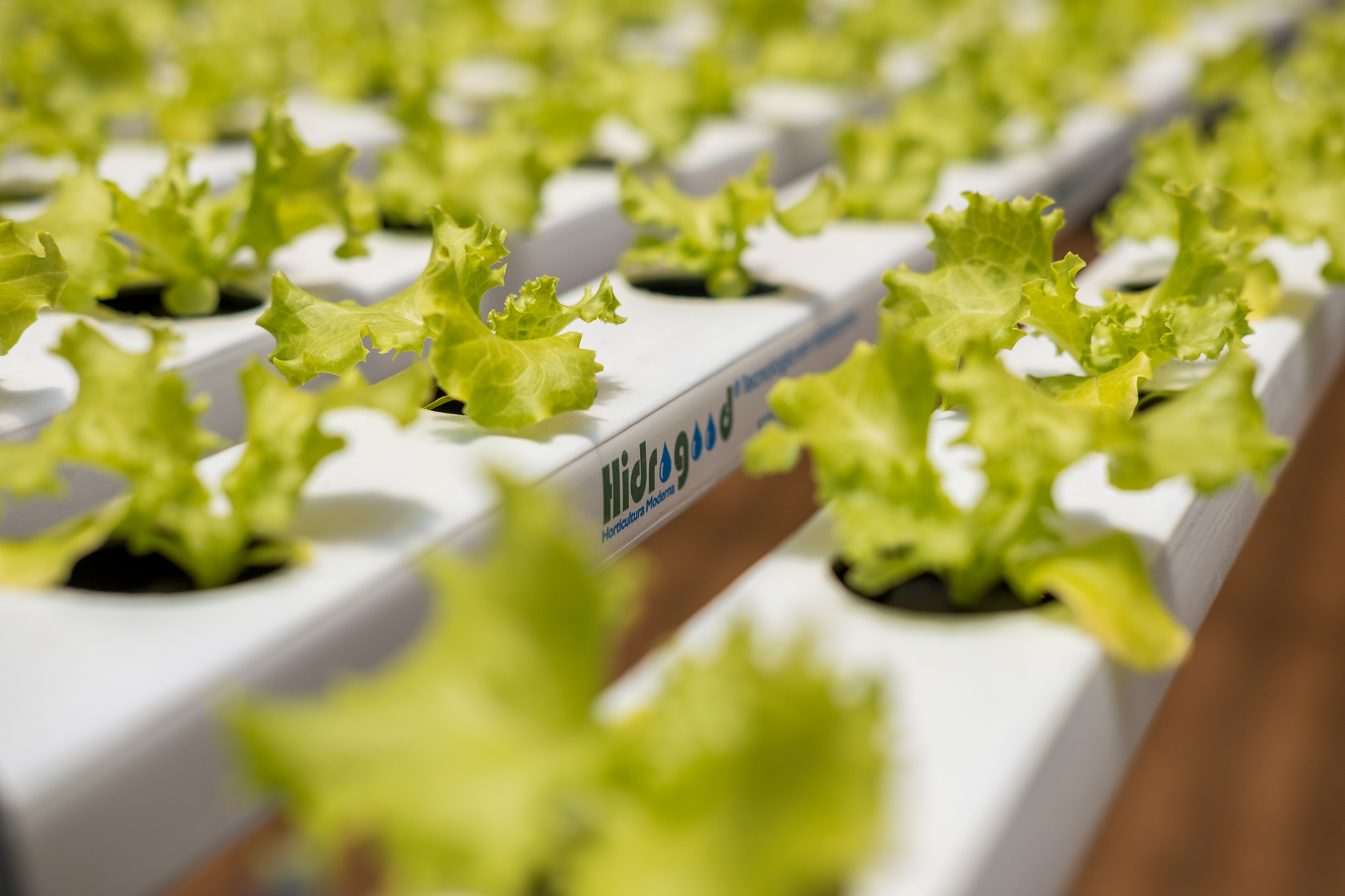 hidrogood news agosto 2021