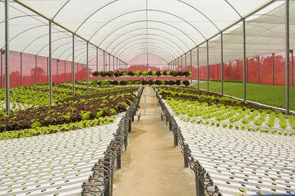 hidrogood news setembro 2021 planejamento hidroponico