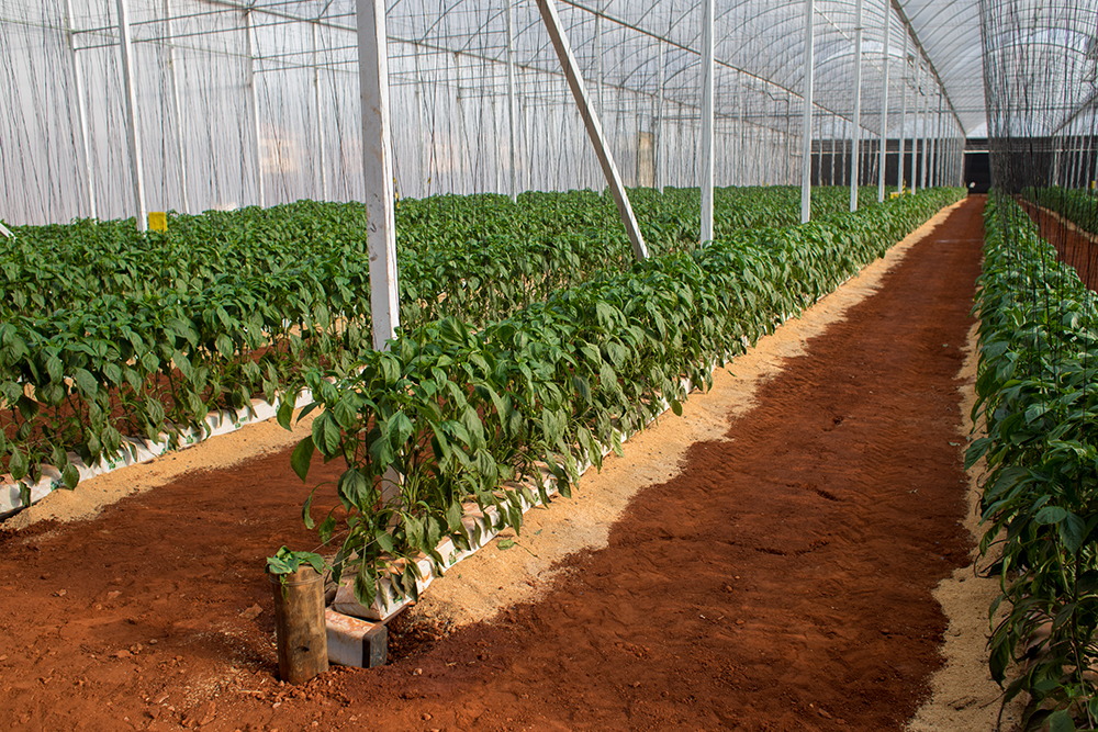 cultivo protegido feito com substrato