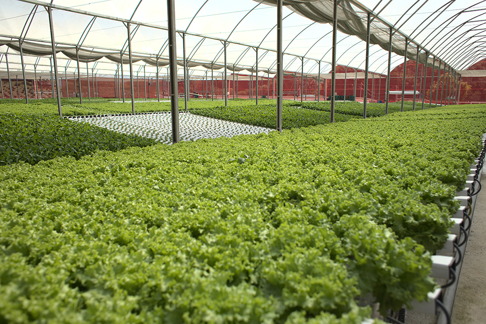 cultivo protegido hidroponia hidrogood