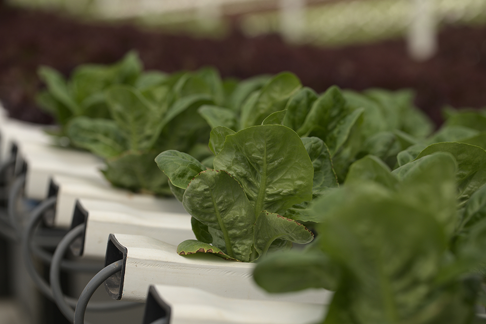 hidroponia hidrogood