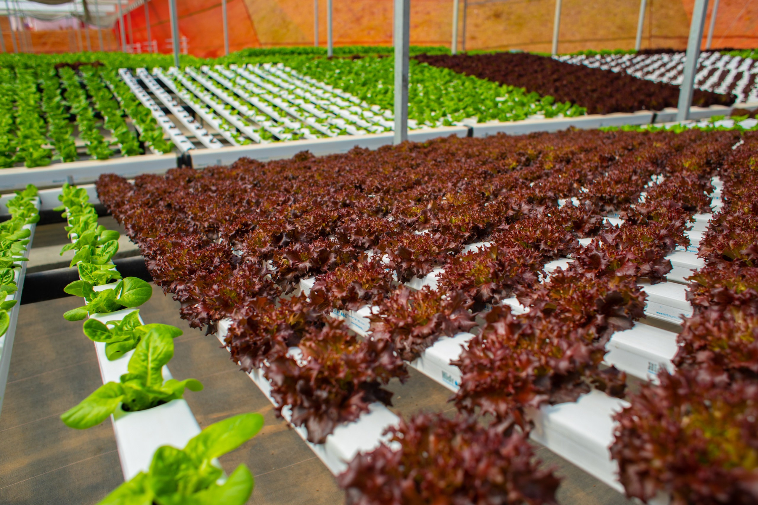 Você sabe qual a diferença entre olericultura e horticultura