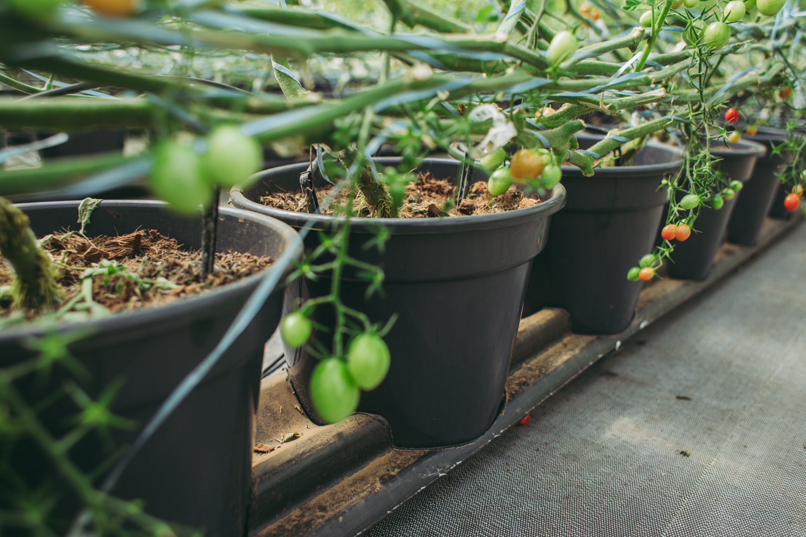 Tudo o que precisa saber sobre substratos