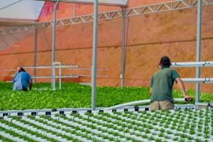 O pé direito alto garante estufas mais espaçosas
